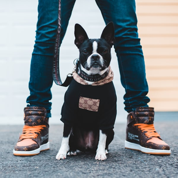 Pet straps