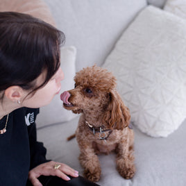 Pet